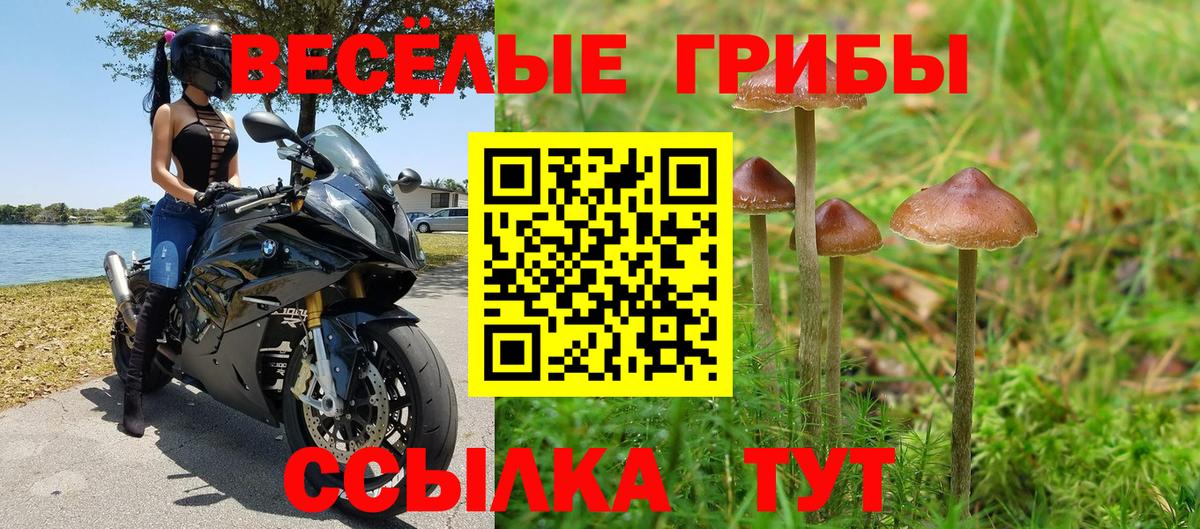 наркотики  Вход с VPN  Ртищево  Галлюциногенные грибы Psilocybine cubensis 